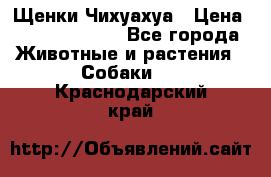 Щенки Чихуахуа › Цена ­ 12000-15000 - Все города Животные и растения » Собаки   . Краснодарский край